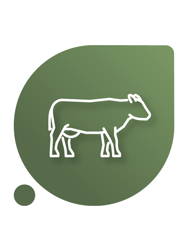 Probiotics for ruminant